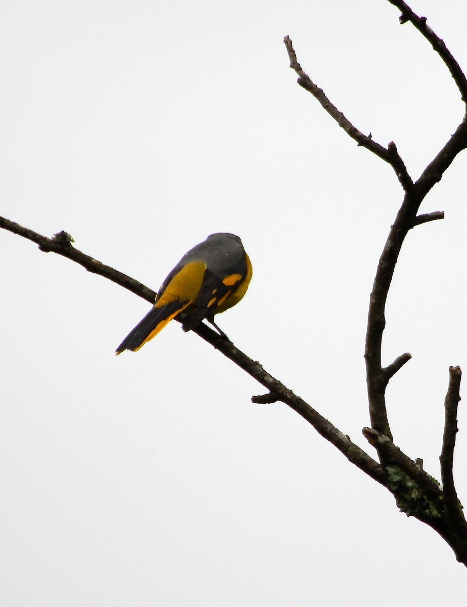 Long-tailed Minivet - ML136760341