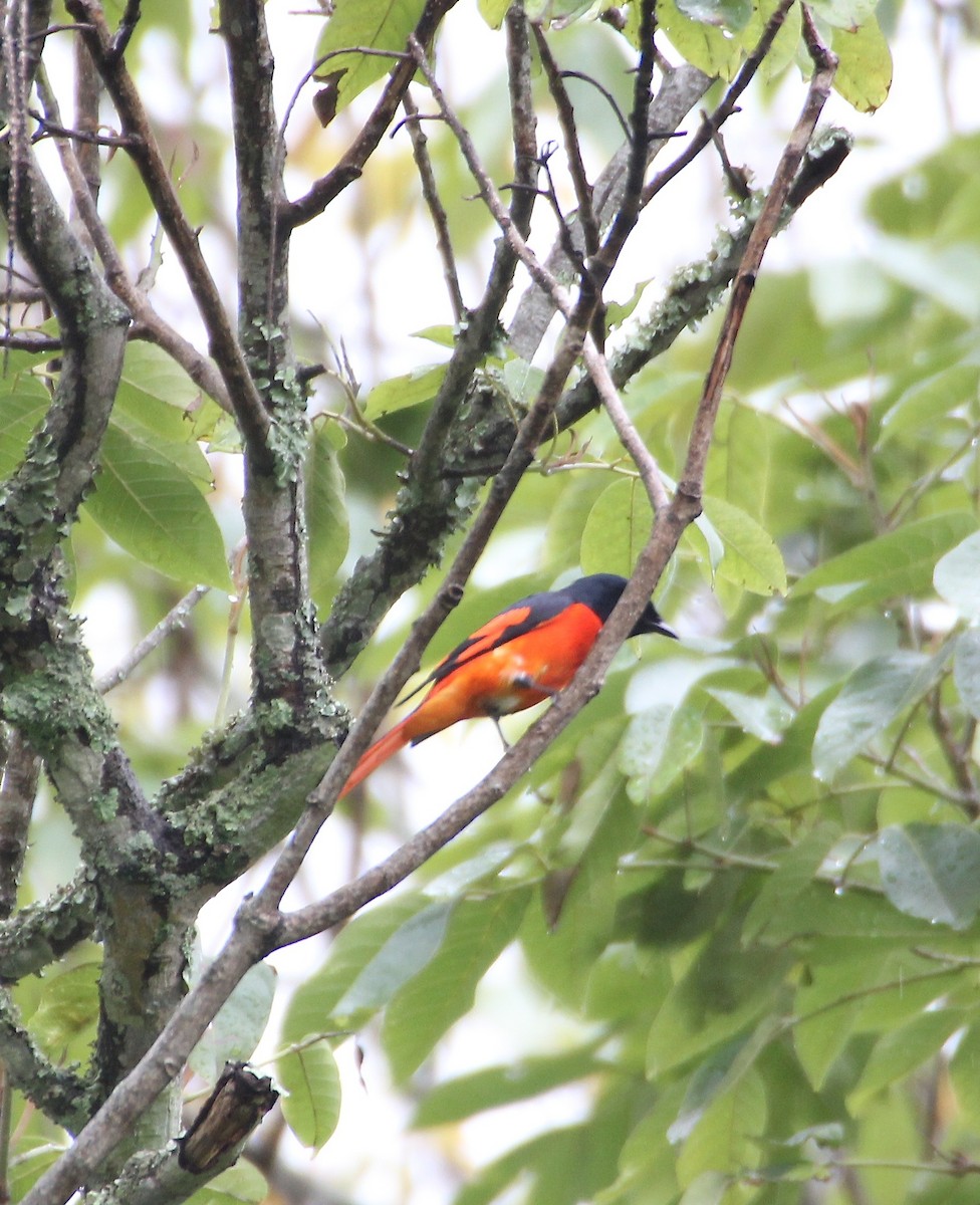 Long-tailed Minivet - Thomas Job