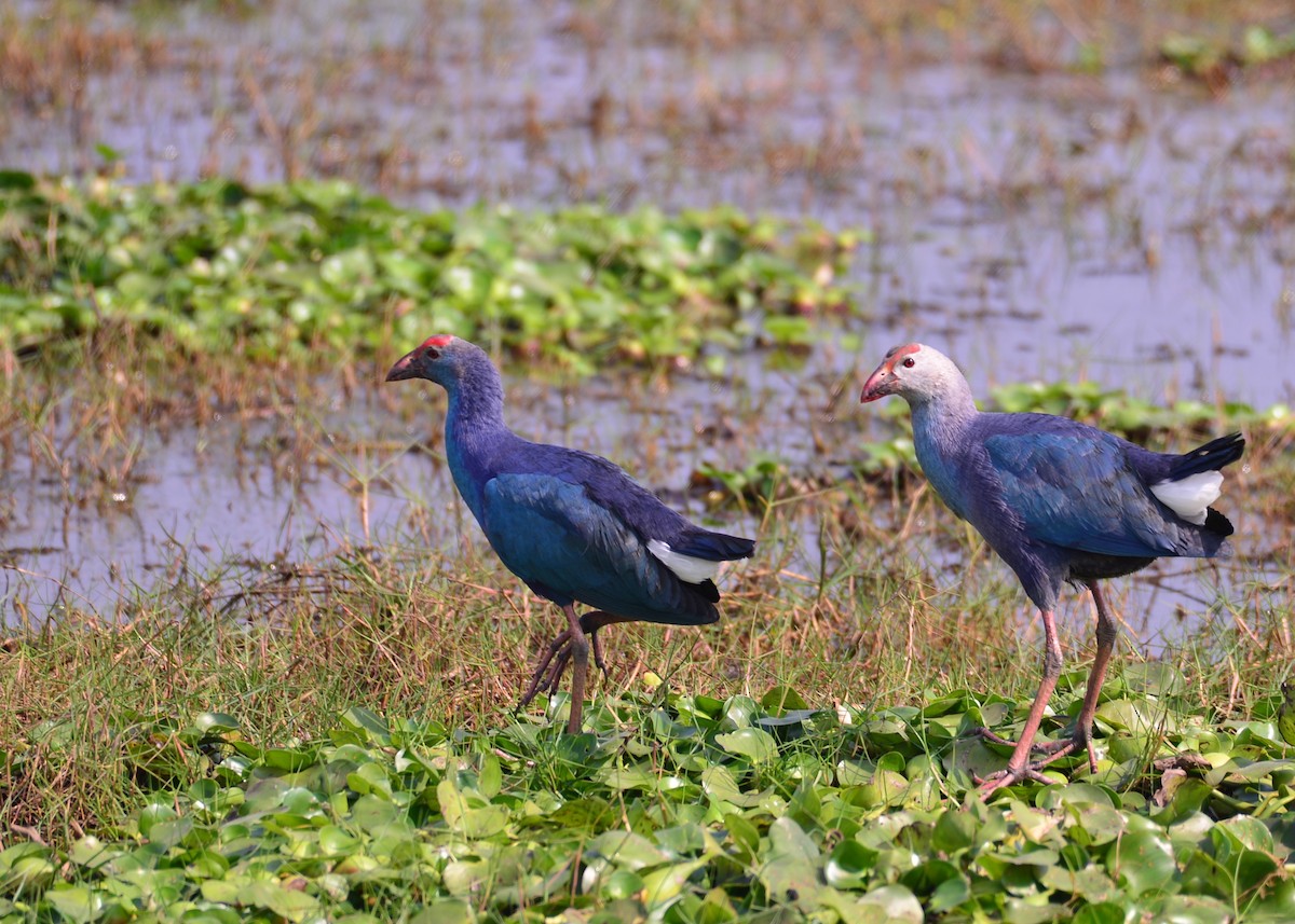 Gray-headed Swamphen - Ravi naidu