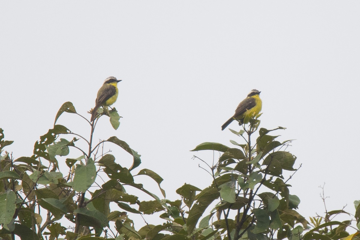 Three-striped Flycatcher - ML136761251