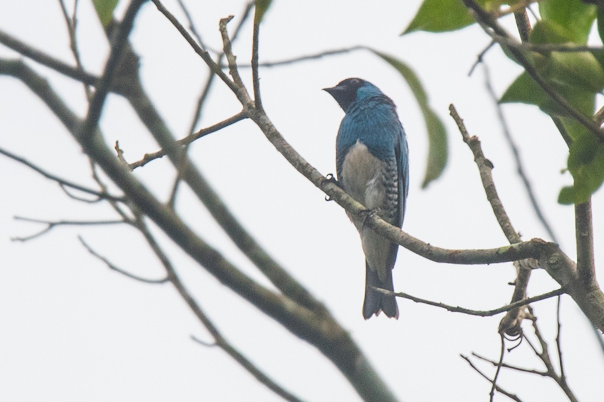 Tangara Golondrina - ML136761441