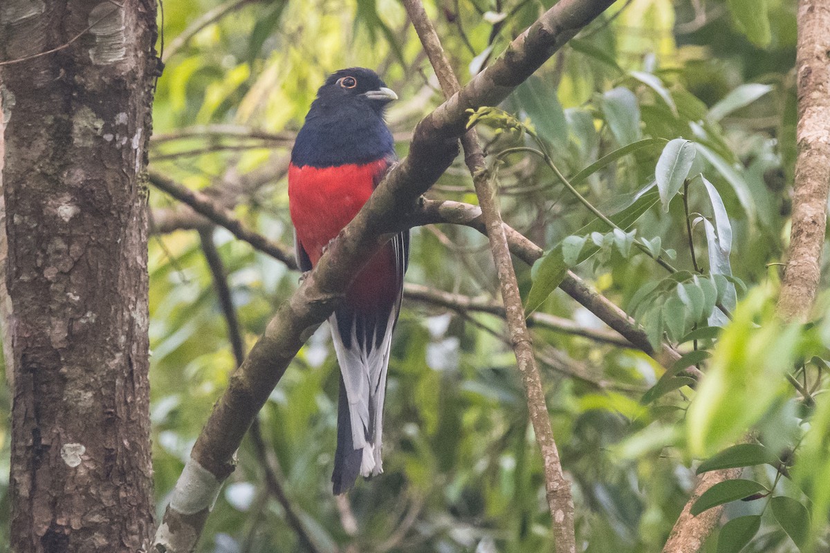 Trogon surucua - ML136761511