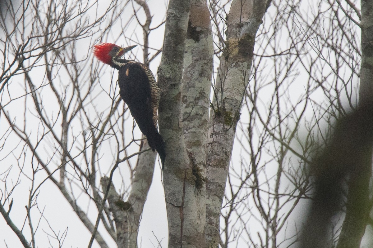 Lineated Woodpecker - ML136761641