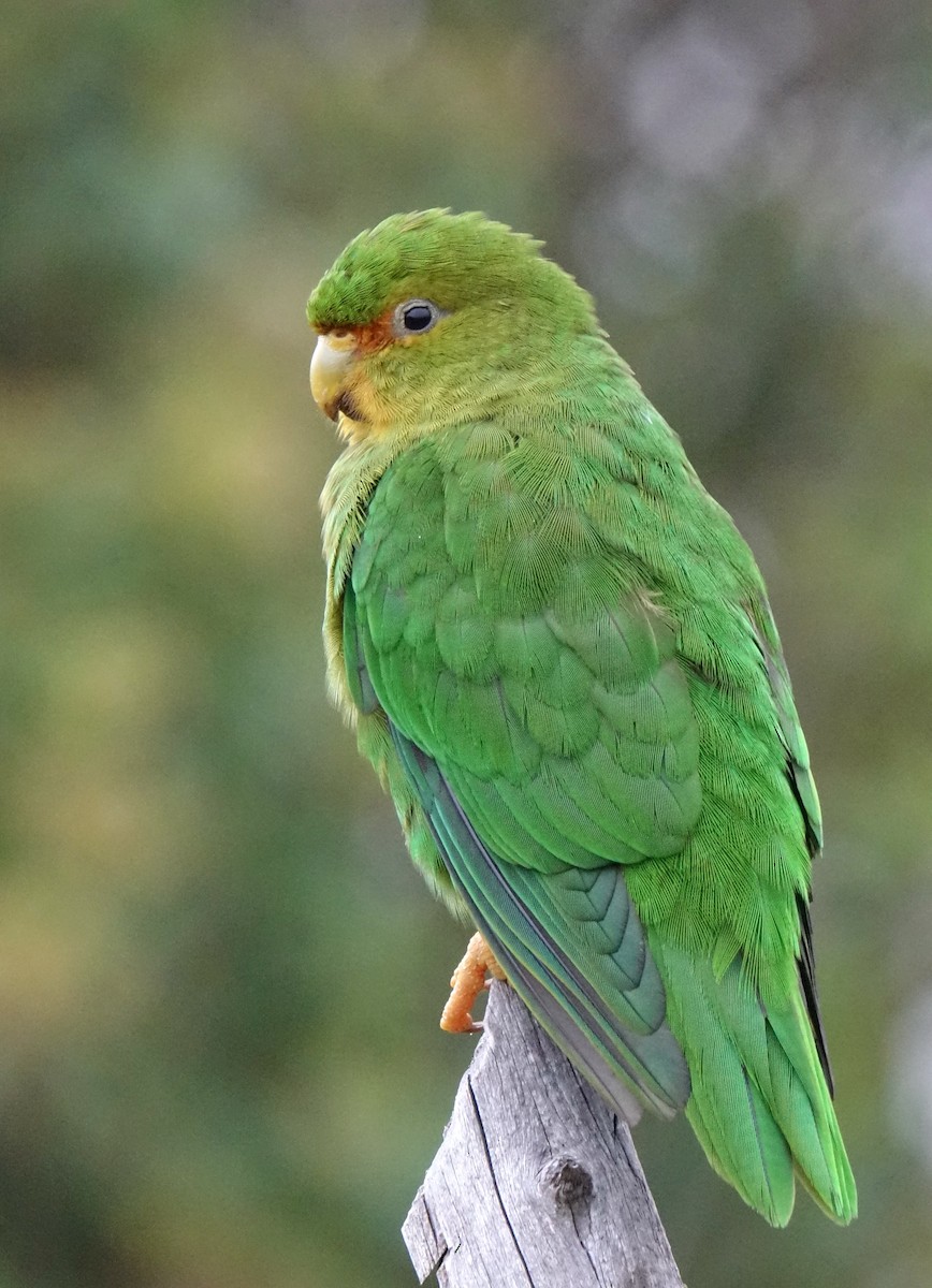 Rufous-fronted Parakeet - Doug Swartz