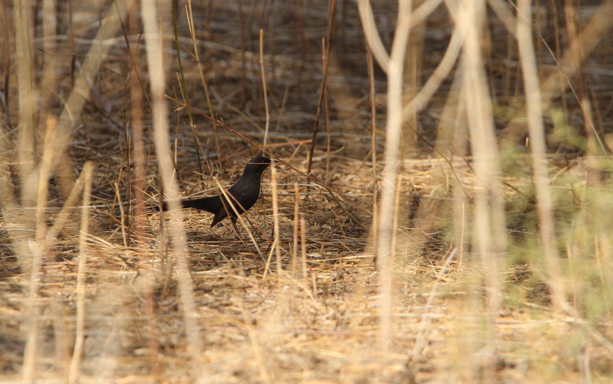 Black Scrub-Robin - ML136764371