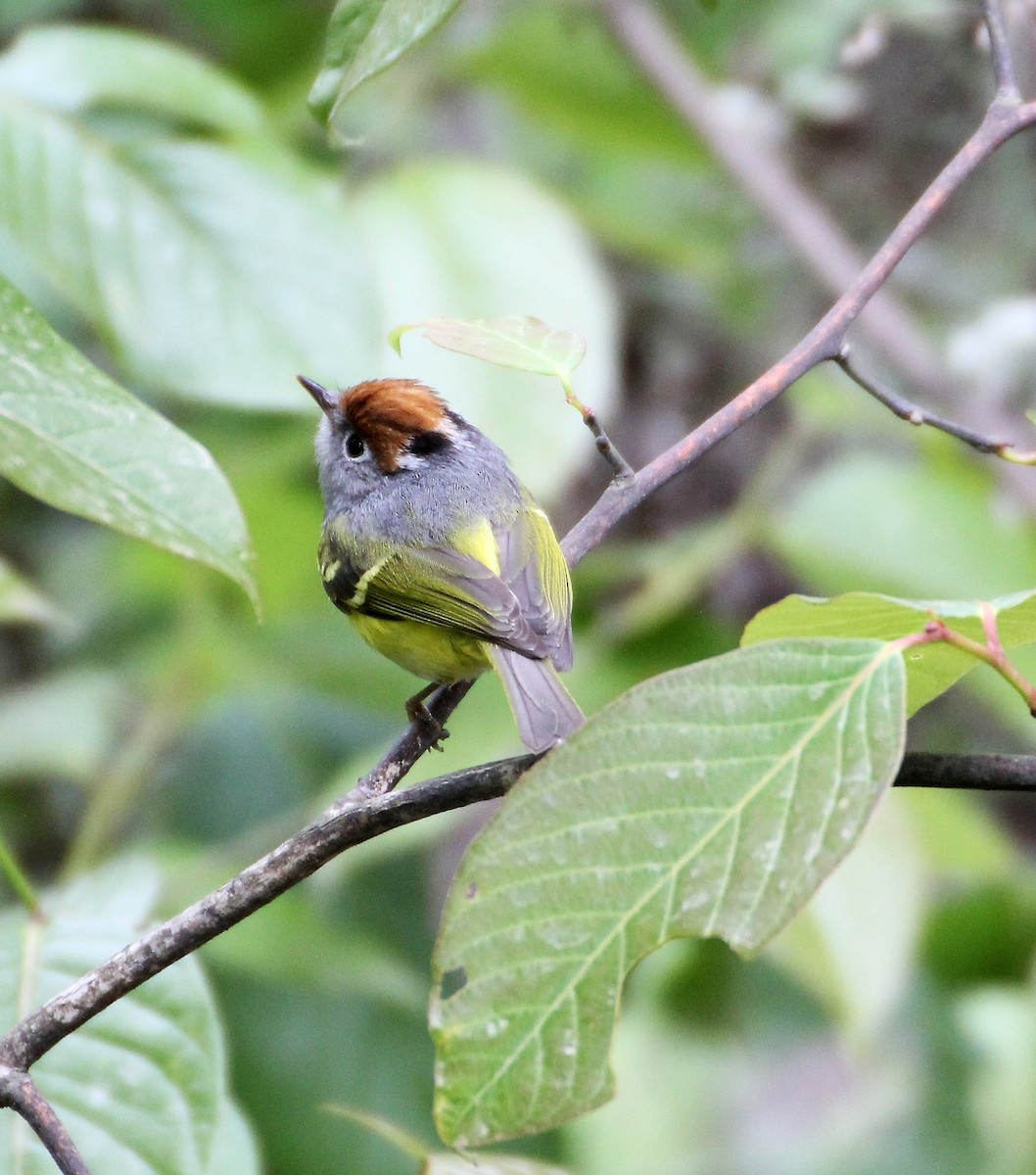 Chestnut-crowned Warbler - Thomas Job