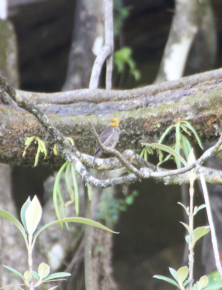 Yellow-rumped Honeyguide - ML136765061