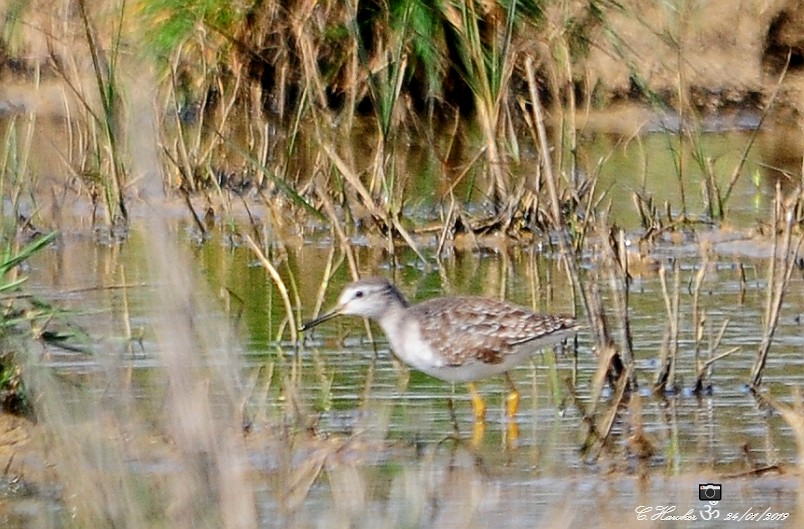 Wood Sandpiper - Carl  Hawker