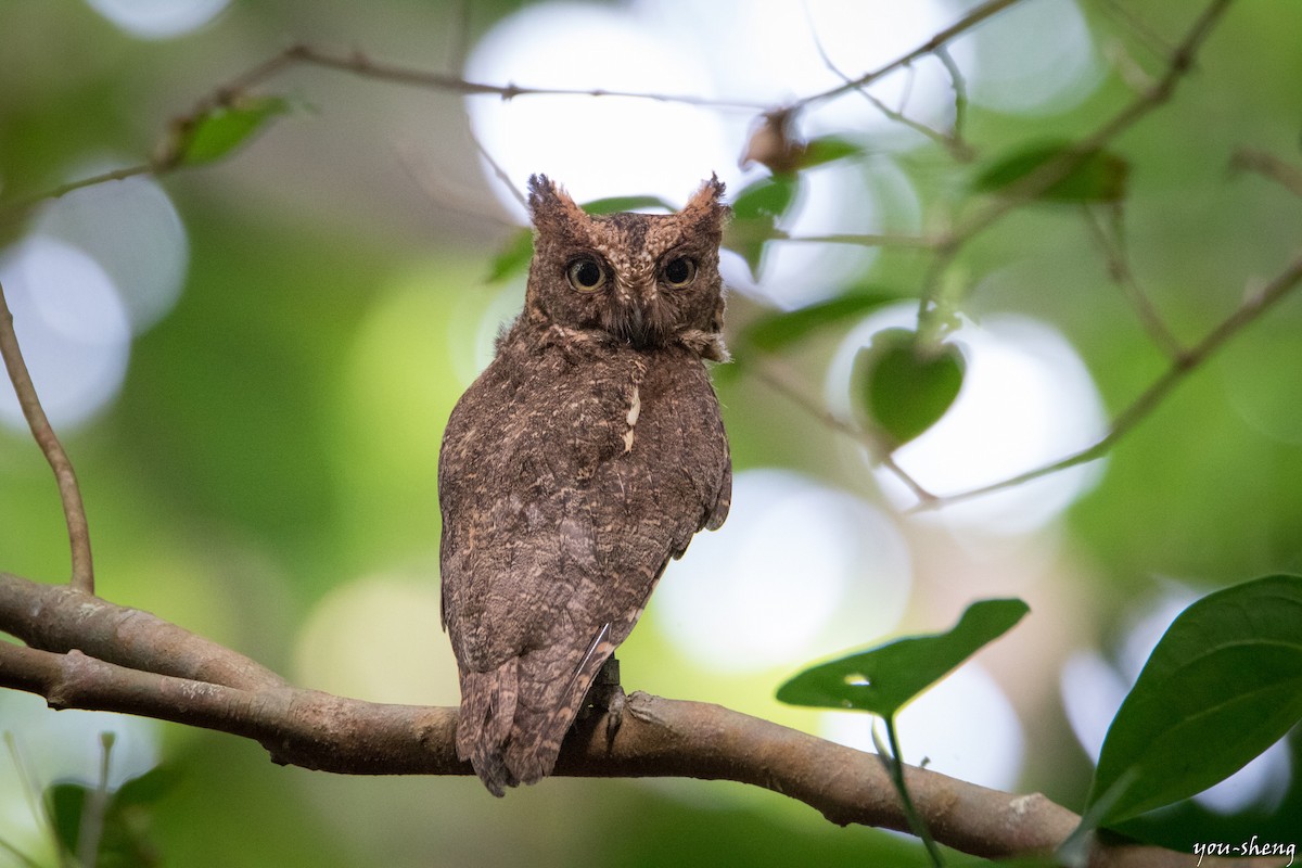 Ryukyu Scops-Owl - You-Sheng Lin