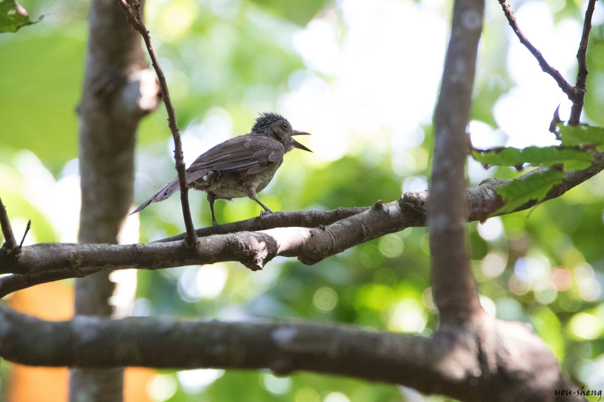 Brown-eared Bulbul - ML136766571