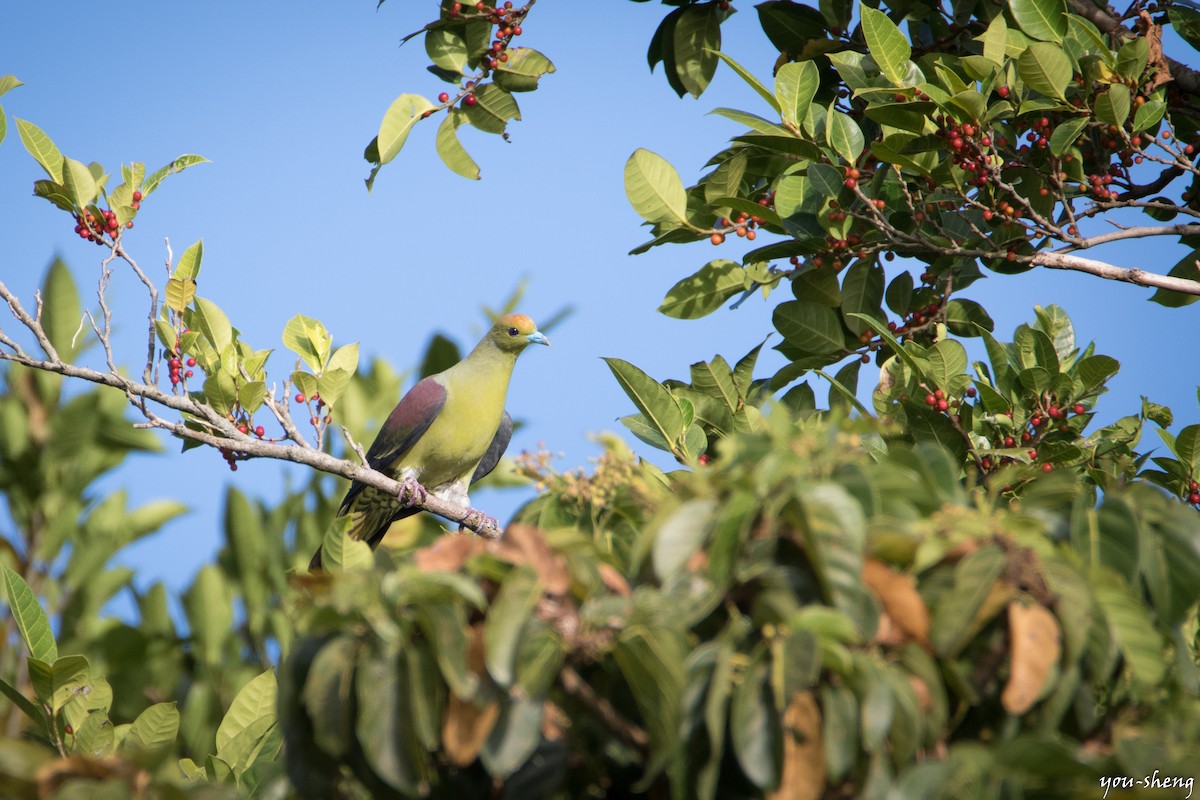 Whistling Green-Pigeon - ML136766581