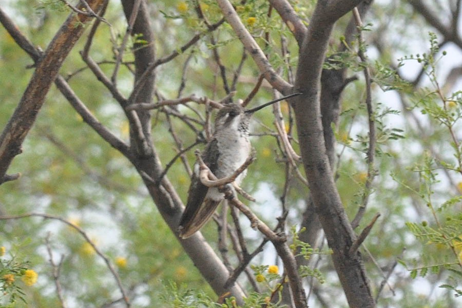 Plain-capped Starthroat - Troy Hibbitts