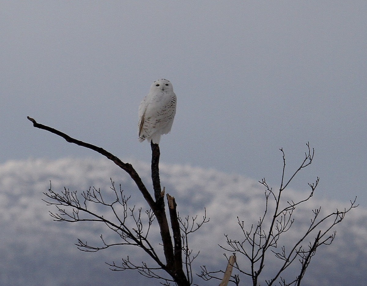 Snowy Owl - Bob Stymeist