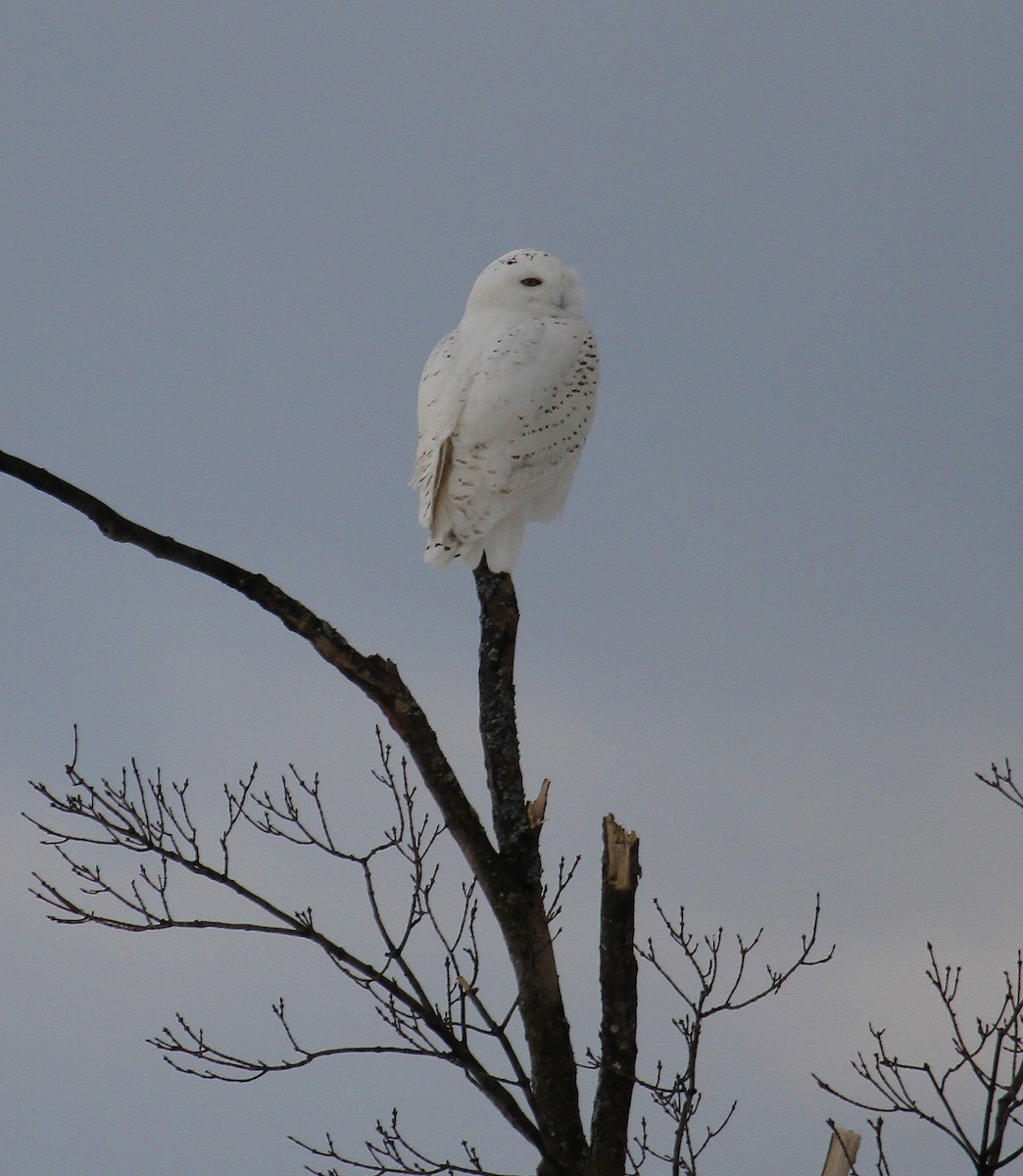 Snowy Owl - ML136767431