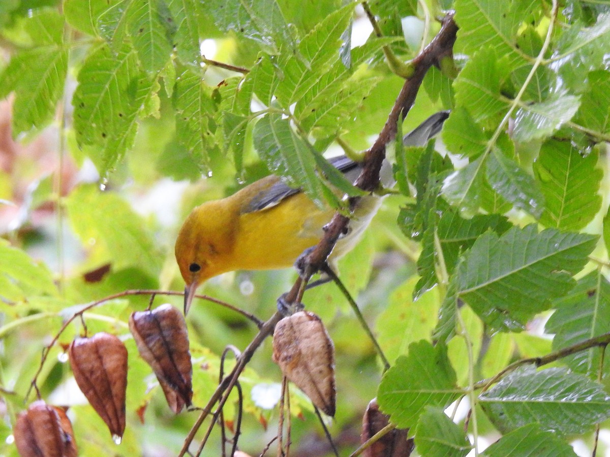 Prothonotary Warbler - S. K.  Jones