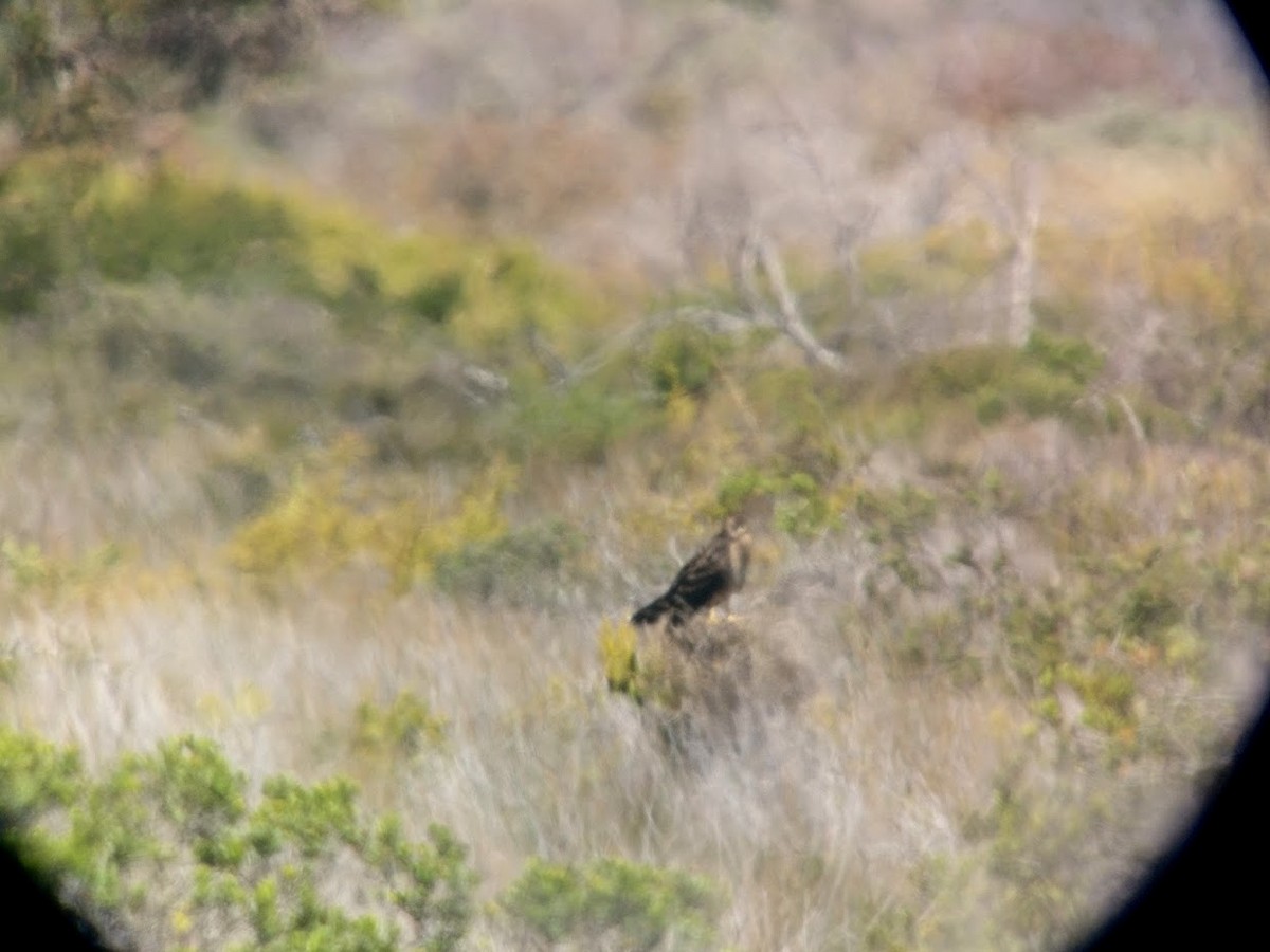 African Marsh Harrier - ML136768751