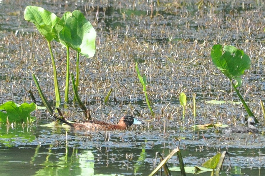 Masked Duck - ML136769501