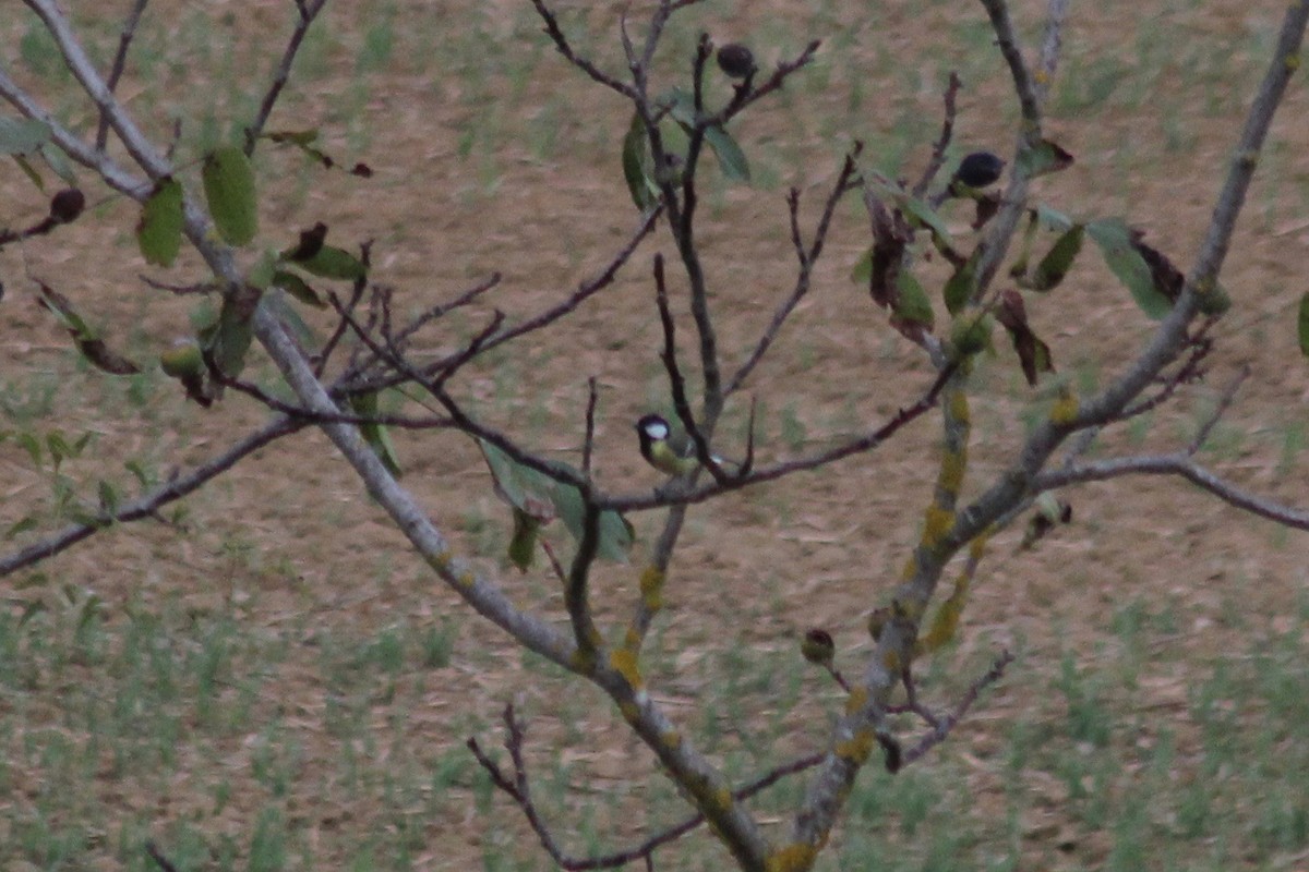 Great Tit - ML136770001