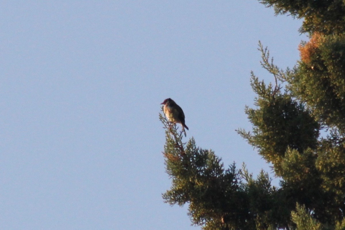 European Goldfinch - ML136770381