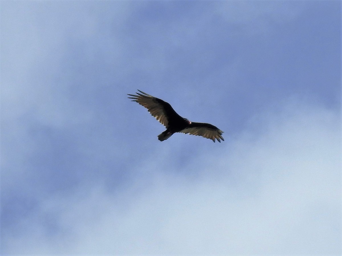 Turkey Vulture - S. K.  Jones