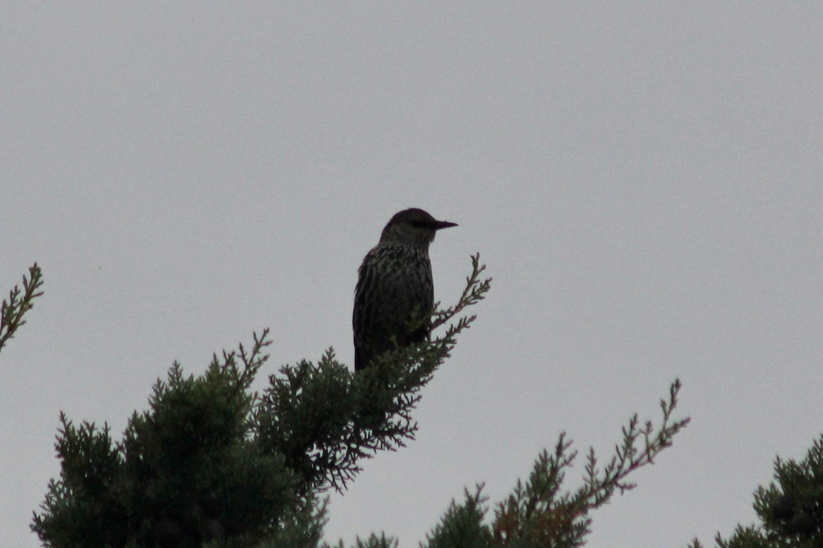 European Starling - ML136771311