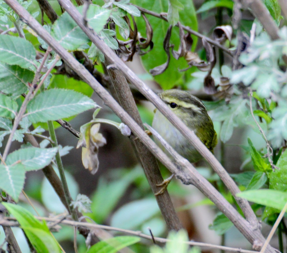 Blyth's Leaf Warbler - ML136772571