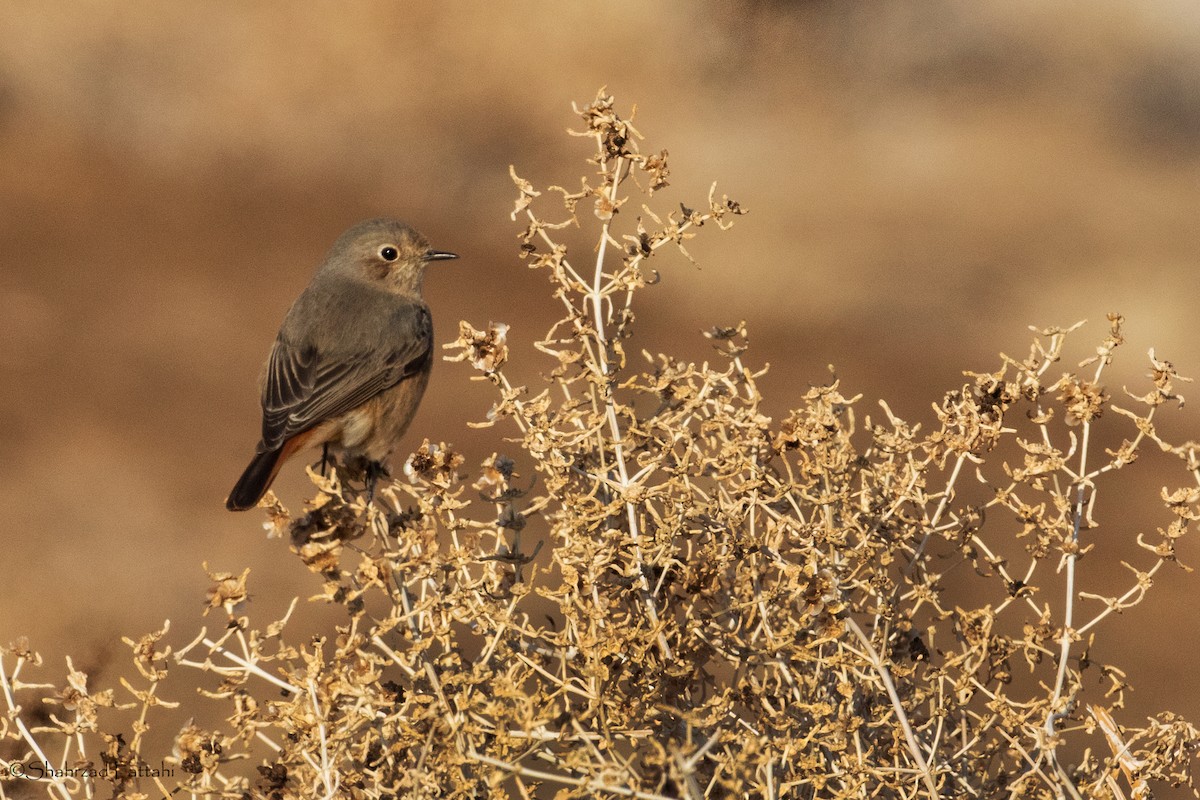 Black Redstart - ML136776721