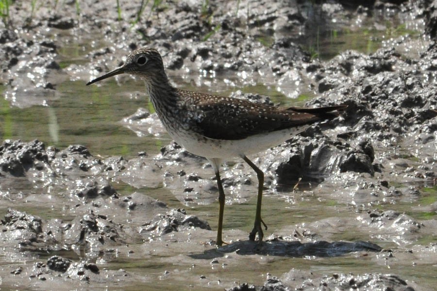 Solitary Sandpiper - ML136778041