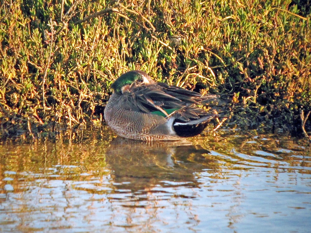 Blue-winged x Green-winged Teal (hybrid) - ML136778911