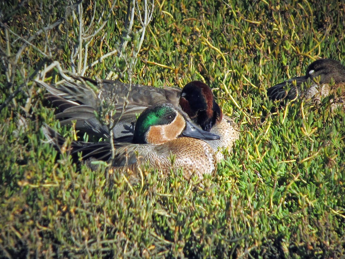 Blue-winged x Green-winged Teal (hybrid) - ML136778981