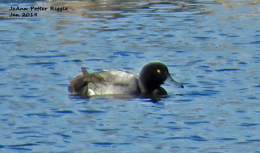 Greater Scaup - ML136779341