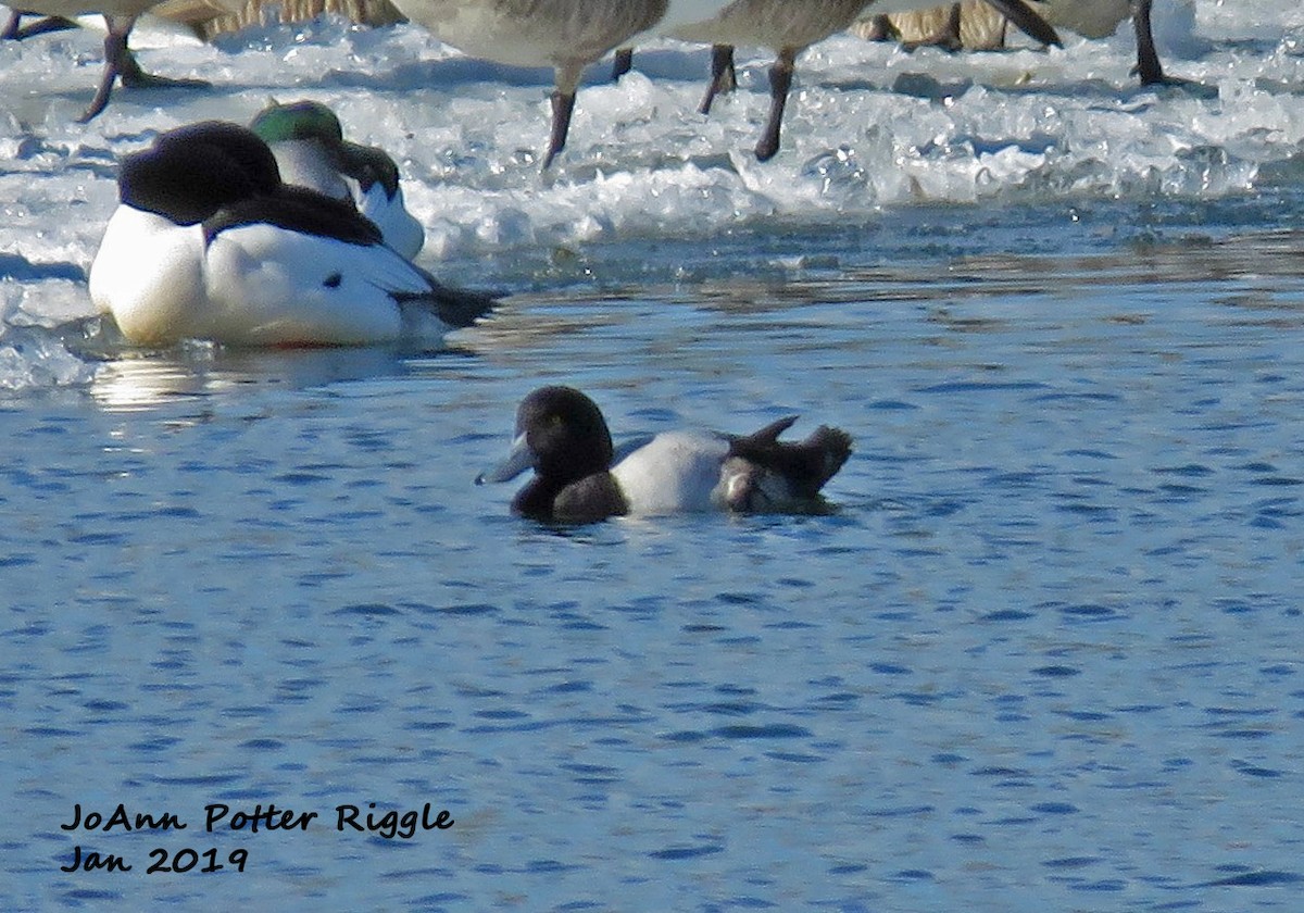 Greater Scaup - ML136779391