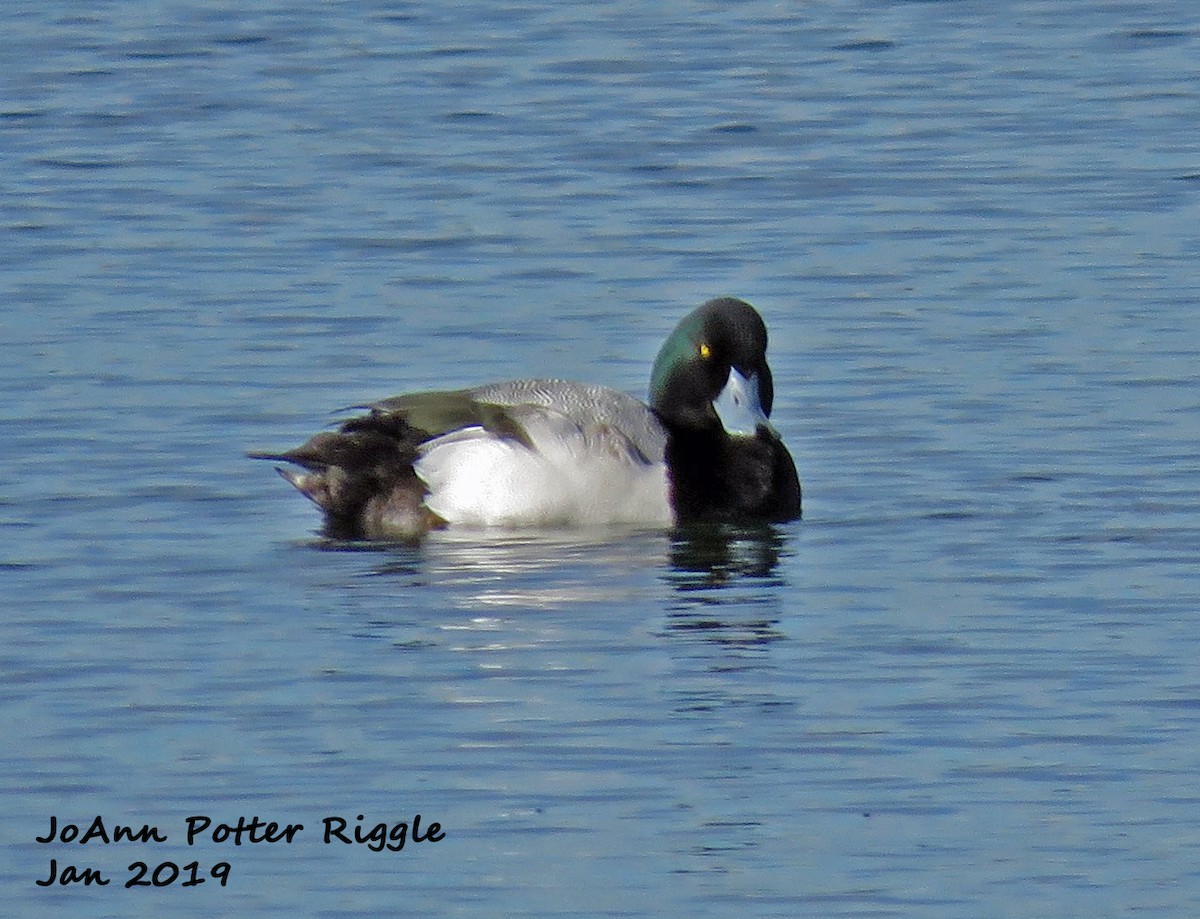 Greater Scaup - ML136779411