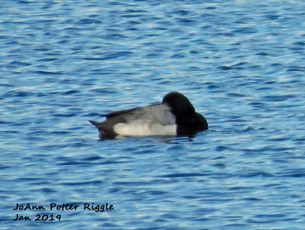 Greater Scaup - ML136779431
