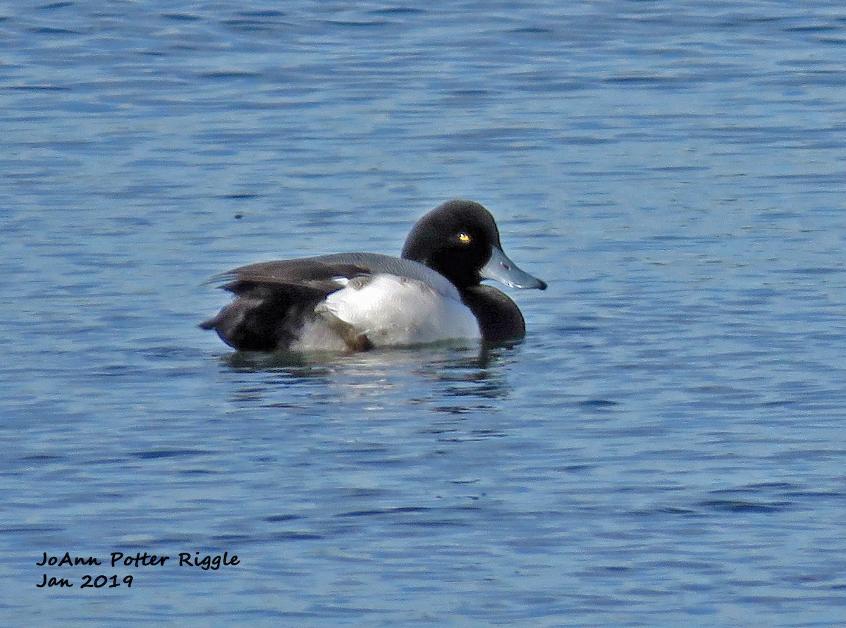 Greater Scaup - ML136779441