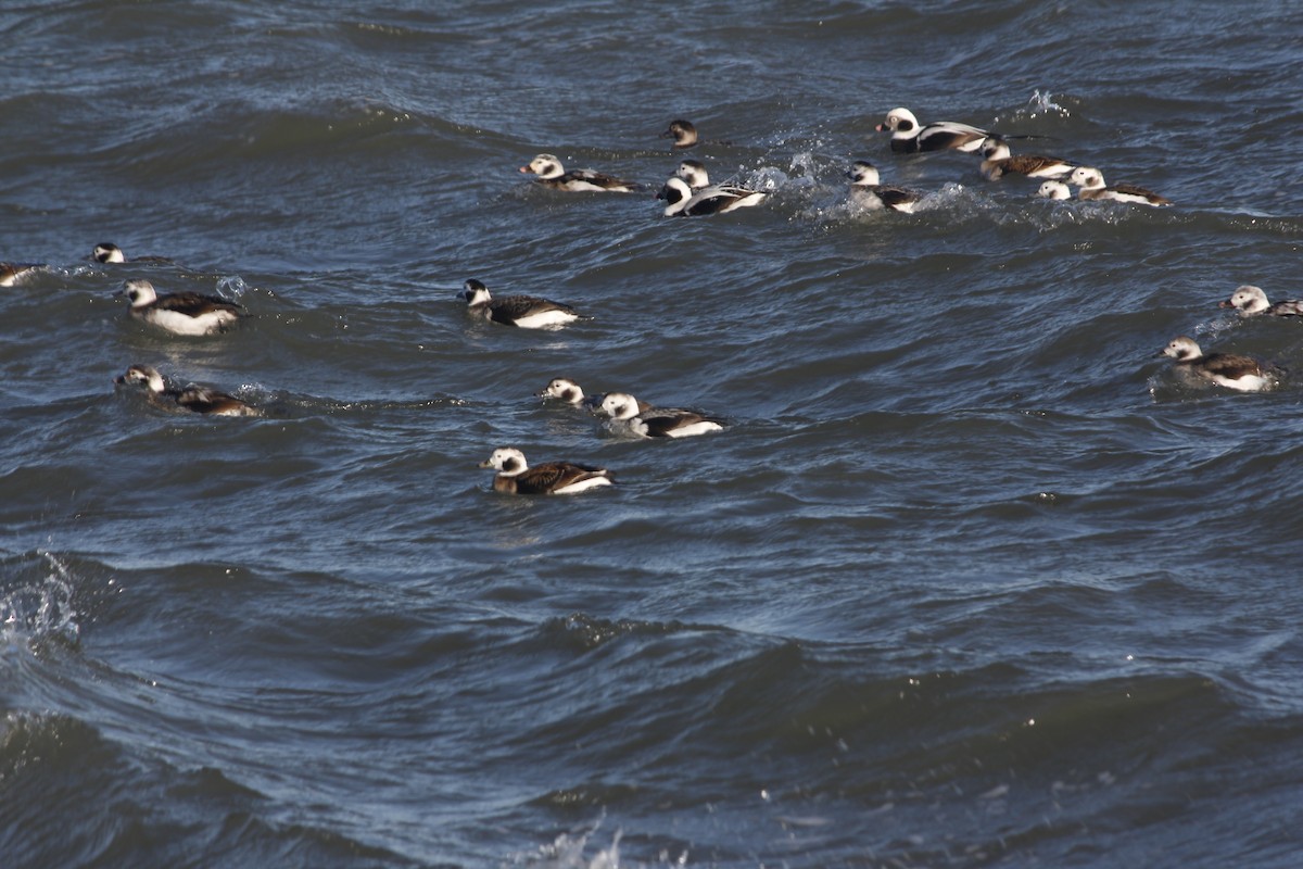 Long-tailed Duck - ML136779621