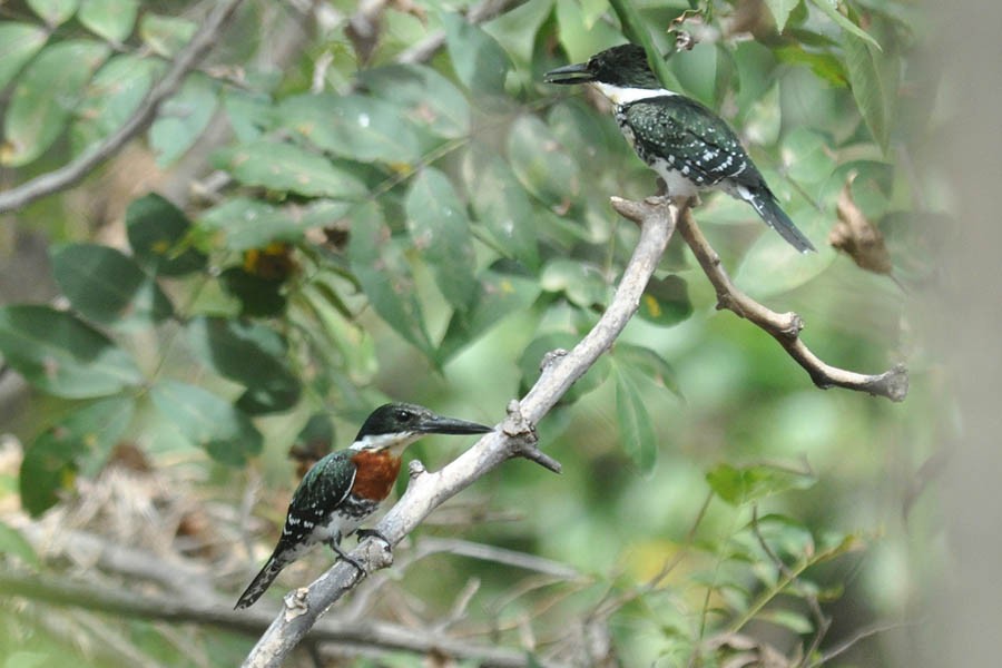 Green Kingfisher - ML136780201