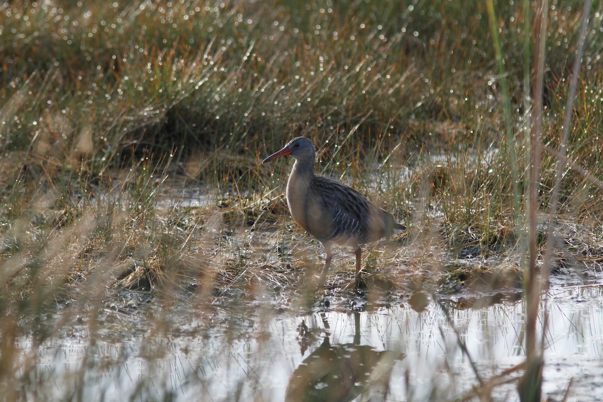 Clapper Rail (Yucatan) - ML136780561