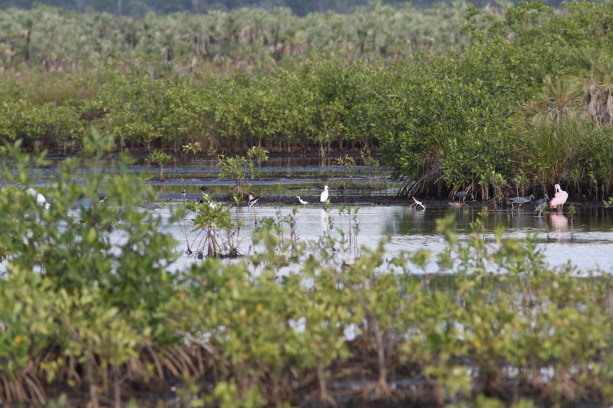 Black-necked Stilt - ML136780971