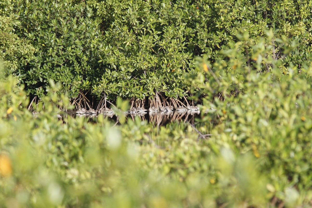 Long-billed Dowitcher - Maili Waters