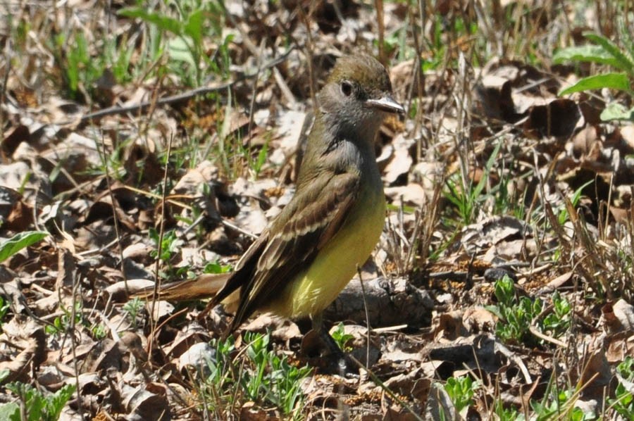 Great Crested Flycatcher - ML136781841