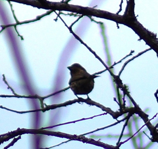 Purple Finch - ML136782661