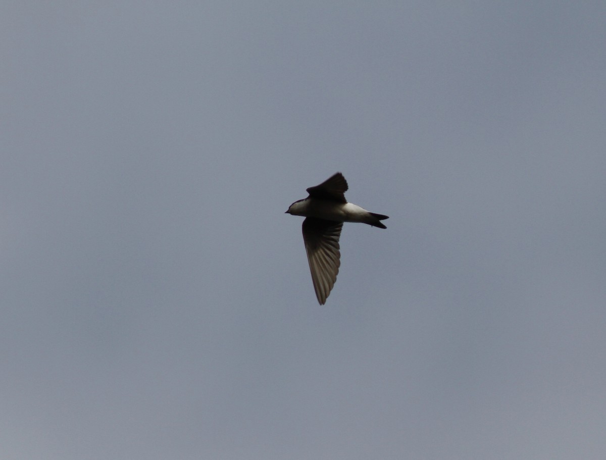 Mangrove Swallow - ML136783531