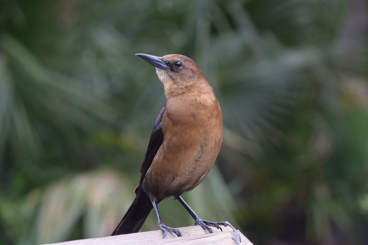 Boat-tailed Grackle - ML136783681