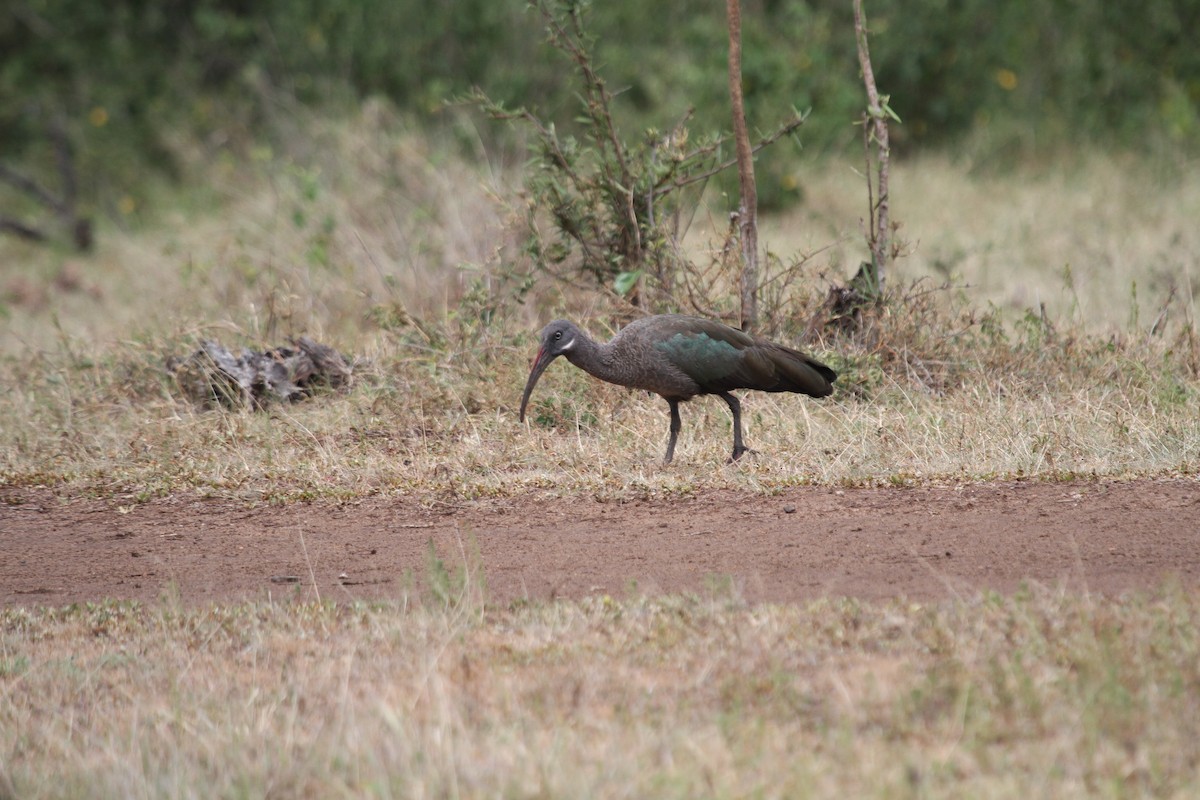 Hadada Ibis - ML136784841