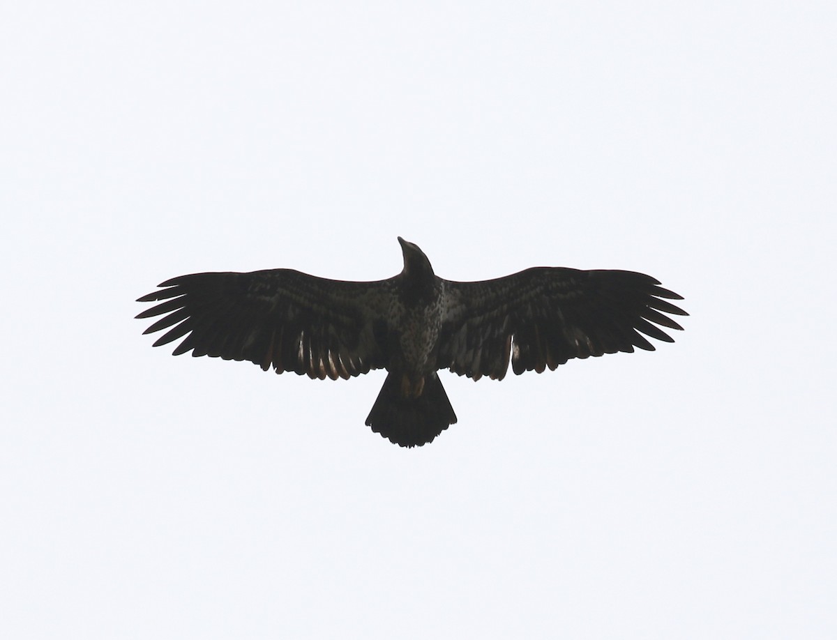 Bald Eagle - ML136785151