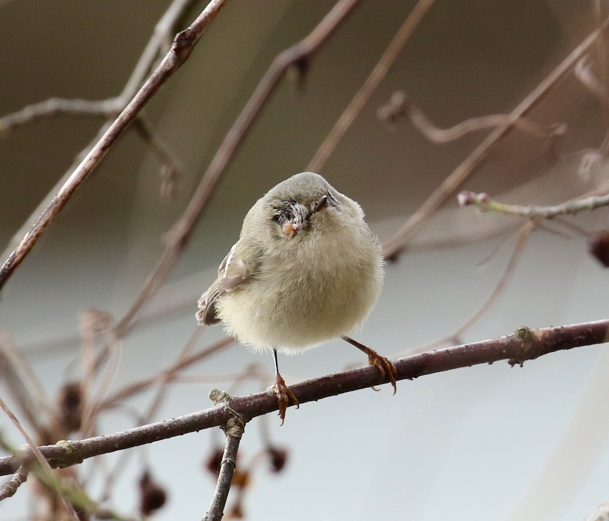 Ruby-crowned Kinglet - Victor Stoll