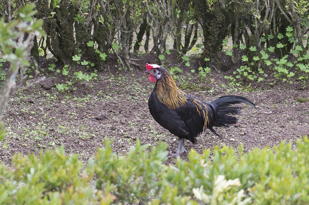 Red Junglefowl (Domestic type) - ML136785281