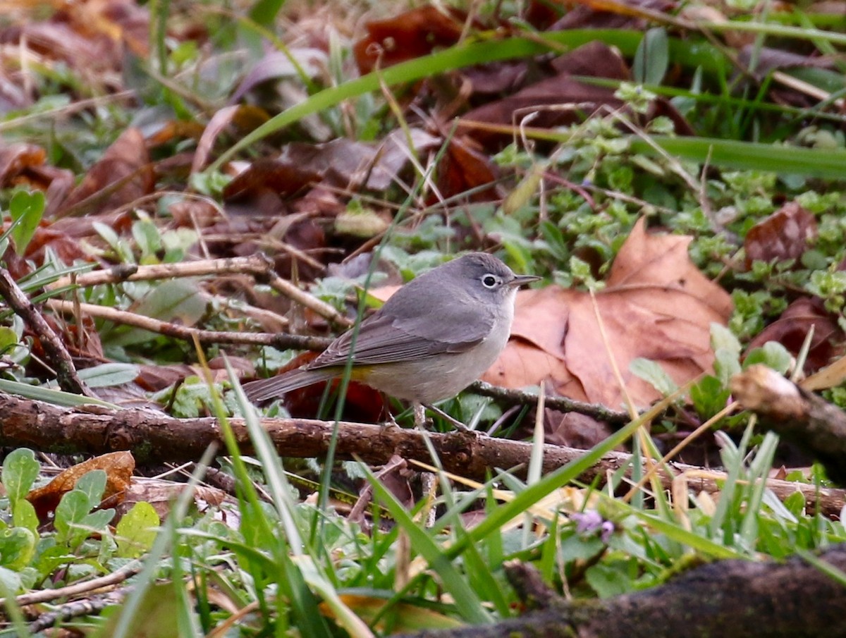 Virginia's Warbler - ML136785541