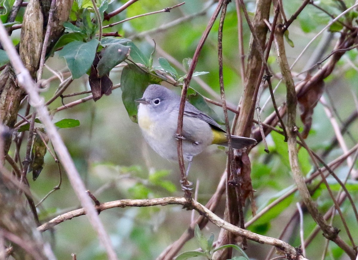 Virginia's Warbler - ML136785571